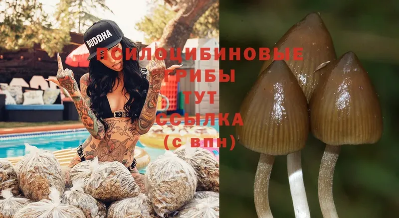 Псилоцибиновые грибы Magic Shrooms  Краснокамск 